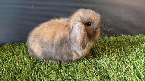 Raszuivere handtamme mannelijke minilop konijnen jong, Dieren en Toebehoren, Konijnen, Dwerg, Mannelijk, 0 tot 2 jaar, Hangoor