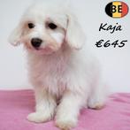 Bichon Havanais, femelles à vendre, 15 semaines à 1 an, Commerçant, Belgique, Plusieurs
