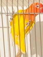 Fischerie Lutino pop met DNA ( 8/2024), Dieren en Toebehoren, Vogels | Parkieten en Papegaaien, Vrouwelijk, Dwergpapegaai of Agapornis