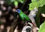 Mooi koppeltje driekleur papegaai amadine, Oiseau tropical, Plusieurs animaux