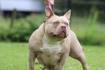 American Bully Pocket 4 jaar oud , rustige thuis gezocht  beschikbaar voor biedingen