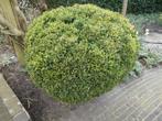 buxus, Jardin & Terrasse, Plantes | Arbustes & Haies, 100 à 250 cm, Enlèvement, Buis, Arbuste