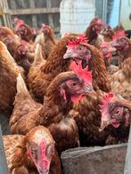 Bruine legkippen, Dieren en Toebehoren, Vrouwelijk, Kip