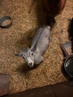 Geitejs. Zeer mooi, Dieren en Toebehoren, Knaagdieren, September, Vrouwelijk, Overige typen