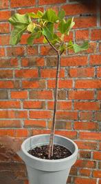Vijgenboom Ficus Carica, Ophalen, Volle zon, In pot, Vijgenboom