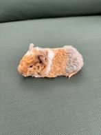 Cavia’s US teddy lilac goud wit / lilac saffraan wit, Cavia