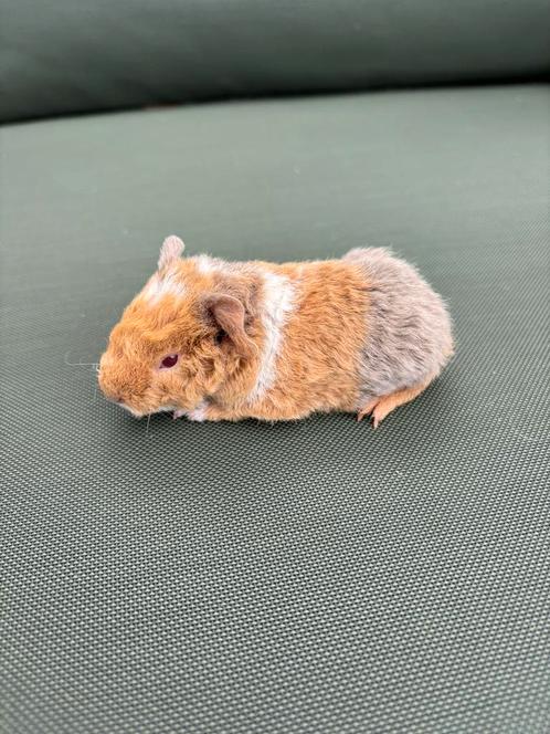 Cavia’s US teddy lilac goud wit / lilac saffraan wit, Dieren en Toebehoren, Knaagdieren, Cavia
