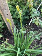 Gele daglelie, Tuin en Terras, Planten | Tuinplanten, Ophalen of Verzenden