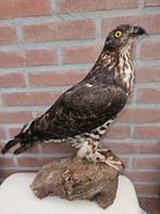 Prachtige opgezette Aziatische wespendief, Ophalen of Verzenden, Nieuw, Vogel, Opgezet dier