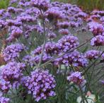 Verbena bonariensis, Tuin en Terras, Planten | Tuinplanten, Ophalen, Vaste plant