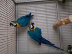2 handtamme aras te koop !!, Dieren en Toebehoren