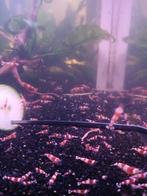 Crystal red garnalen, Dieren en Toebehoren