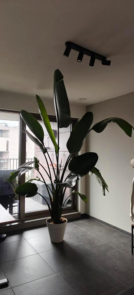 Strelizia, Huis en Inrichting, Kamerplanten, Ophalen