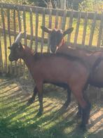 Hertengeiten bok, Dieren en Toebehoren, Schapen, Geiten en Varkens, Mannelijk, Geit, 0 tot 2 jaar