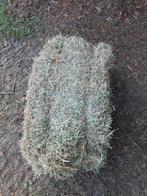 Kleine balen hooi, Enlèvement