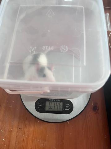 Voeder ratten beschikbaar voor biedingen