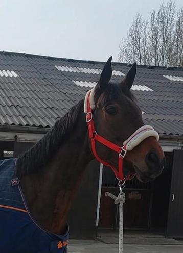 Rood halster met bedrukking "hot stuff" maat full beschikbaar voor biedingen