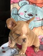 Franse bulletjes, 2 reutjes en 2 teefjes, Dieren en Toebehoren, Particulier, CDV (hondenziekte), 8 tot 15 weken, Buitenland