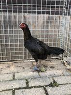 Shamo hen