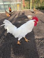Witte leghorn haan 2025, Dieren en Toebehoren, Pluimvee