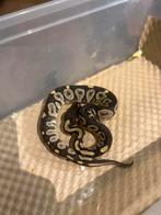 0.1 Phantom pastel, Dieren en Toebehoren, Reptielen en Amfibieën