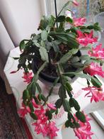 Très grand « cactus de Noël » qui donne plein de belles fle, Maison & Meubles, Plantes d'intérieur, Enlèvement ou Envoi