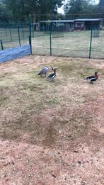 Oie à poitrine rousse, Animaux & Accessoires, Volatiles