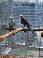 Koppel rosella, Dieren en Toebehoren