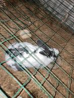 Vlaamse reus voedster, Dieren en Toebehoren, Konijnen