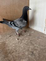 jonge duif zware fond ras jelle jellema, Dieren en Toebehoren, Geslacht onbekend, Postduif