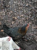 zwarte legkippen, Dieren en Toebehoren