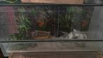 Terrarium te koop, Ophalen, Zo goed als nieuw