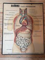 Oude schoolkaart, Antiek en Kunst, Antiek | Schoolplaten, Ophalen, Natuur en Biologie