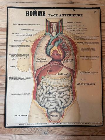 Oude schoolkaart, Antiek en Kunst, Antiek | Schoolplaten, Ophalen, Natuur en Biologie