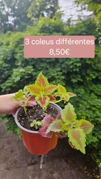 Coleus, Huis en Inrichting, Kamerplanten, Overige soorten, Ophalen of Verzenden, Minder dan 100 cm, Bloeiende kamerplant