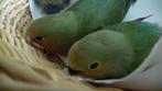 dwerg pappegaaitjs, Dieren en Toebehoren, Geringd