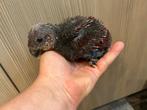 ️️️❤️️️Tamme baby edelpapegaai pop van 5 weken oud, Dieren en Toebehoren, Vrouwelijk, Papegaai, Pratend
