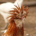 Kweekhaan Padua 5 euro, Dieren en Toebehoren, Pluimvee