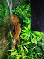 Wimpergekko Man, Dieren en Toebehoren