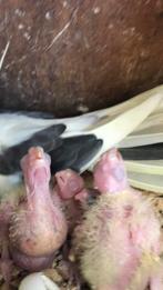 Vallparkten jongen voor hand groot bregen, Dieren en Toebehoren, Geslacht onbekend, Parkiet
