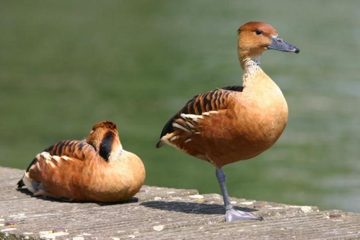 gele boomeend fluiteend, Dieren en Toebehoren, Pluimvee