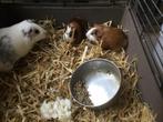 Cavia’s, Dieren en Toebehoren, Knaagdieren, Mannelijk, Cavia