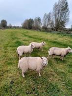 6 Jonge ooien, volledig in orde. Verkocht per stukt, Dieren en Toebehoren
