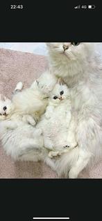 Britse langhaar kittens, met stamboom, Chat, Vermifugé, 0 à 2 ans