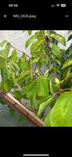 Fruitboompjes laagstam, Ophalen, Minder dan 100 cm, Lente, Volle zon
