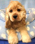 Superleuke Amerikaanse Cocker pups!, Dieren en Toebehoren, 15 weken tot 1 jaar, Buitenland, CDV (hondenziekte), Meerdere