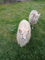 Ouessant ram, Dieren en Toebehoren, April, Mannelijk