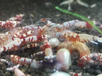 Fancy tiger low grade (caridina garnalen) beschikbaar voor biedingen