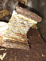 Dairy Cow isopods (Porcellio laevis), Overige soorten