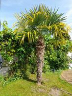 Palmboom, Tuin en Terras, Ophalen